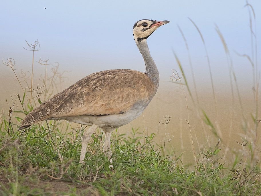White-bellied Bustard